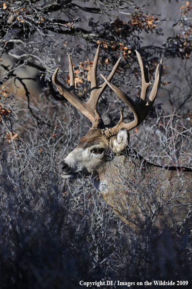 Blacktail buck in habitat.