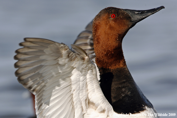 Canvasback Drake