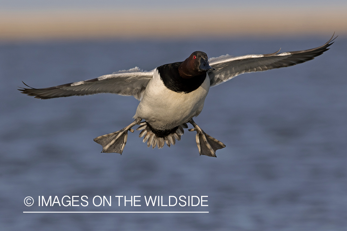 Canvasback in flight.