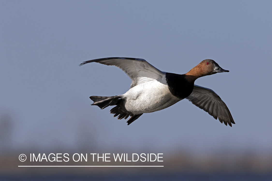 Canvasback drake in flight.