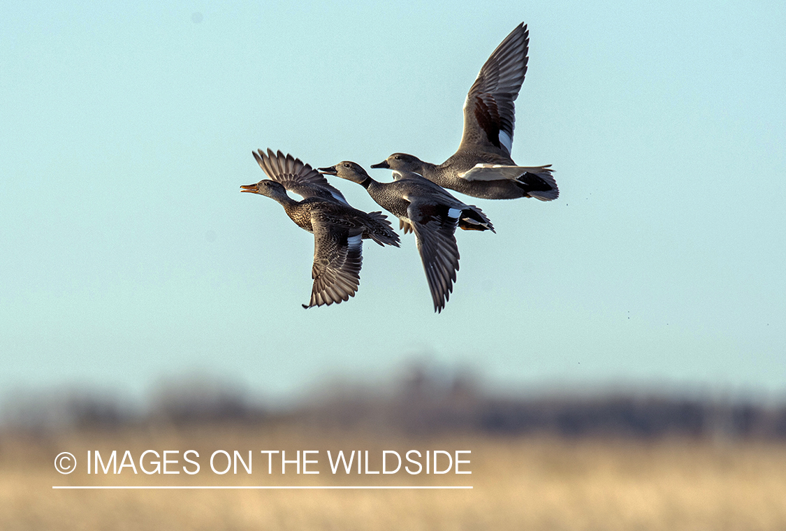 Gadwall ducks in flight.