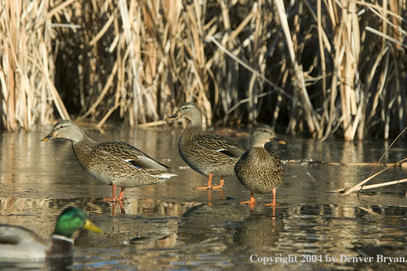 Mallards on ice.