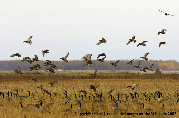 Mallard duck/geese