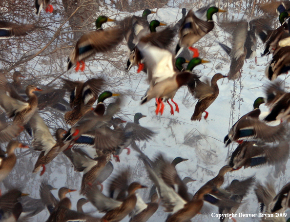 Mallard Ducks/Flock