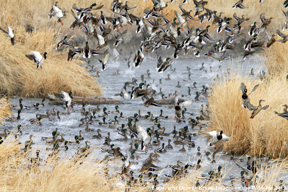 Large flock of mallards in habitat. 