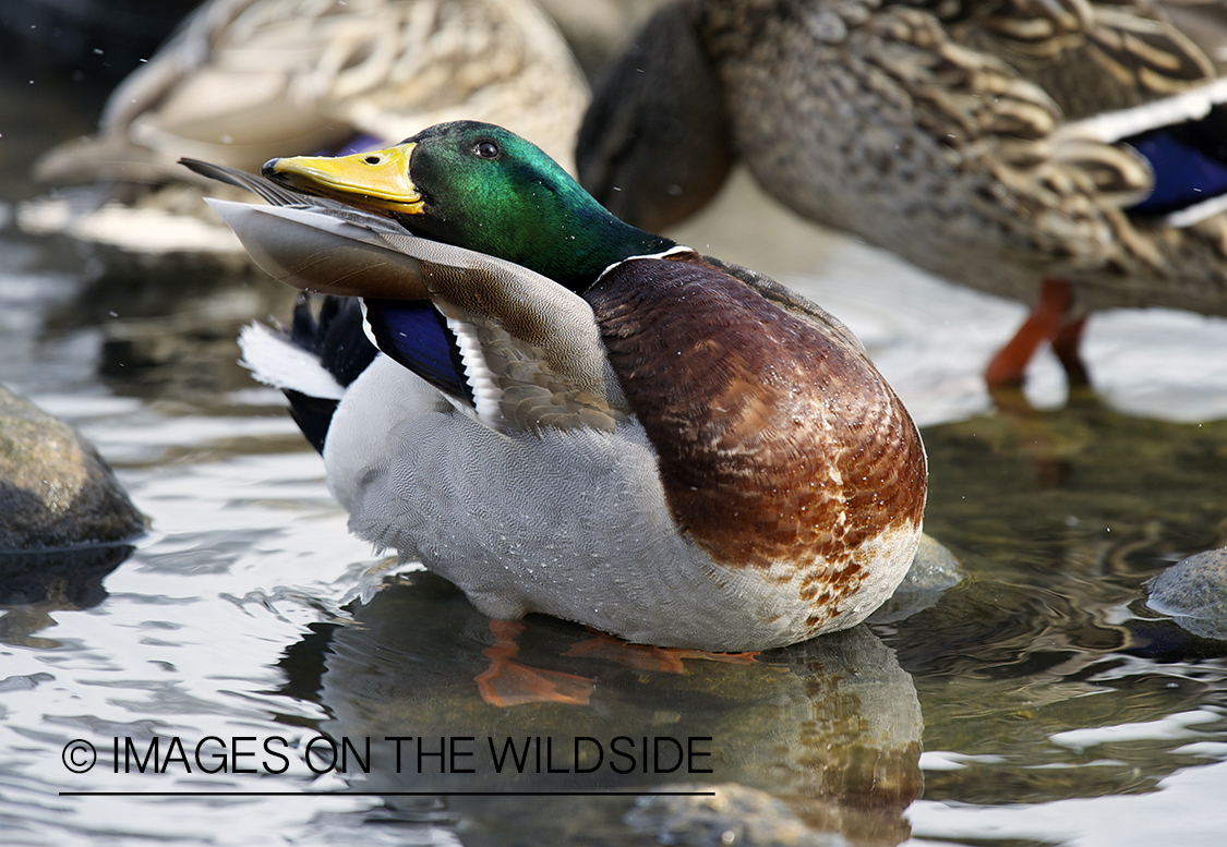 Mallard duck in habitat.