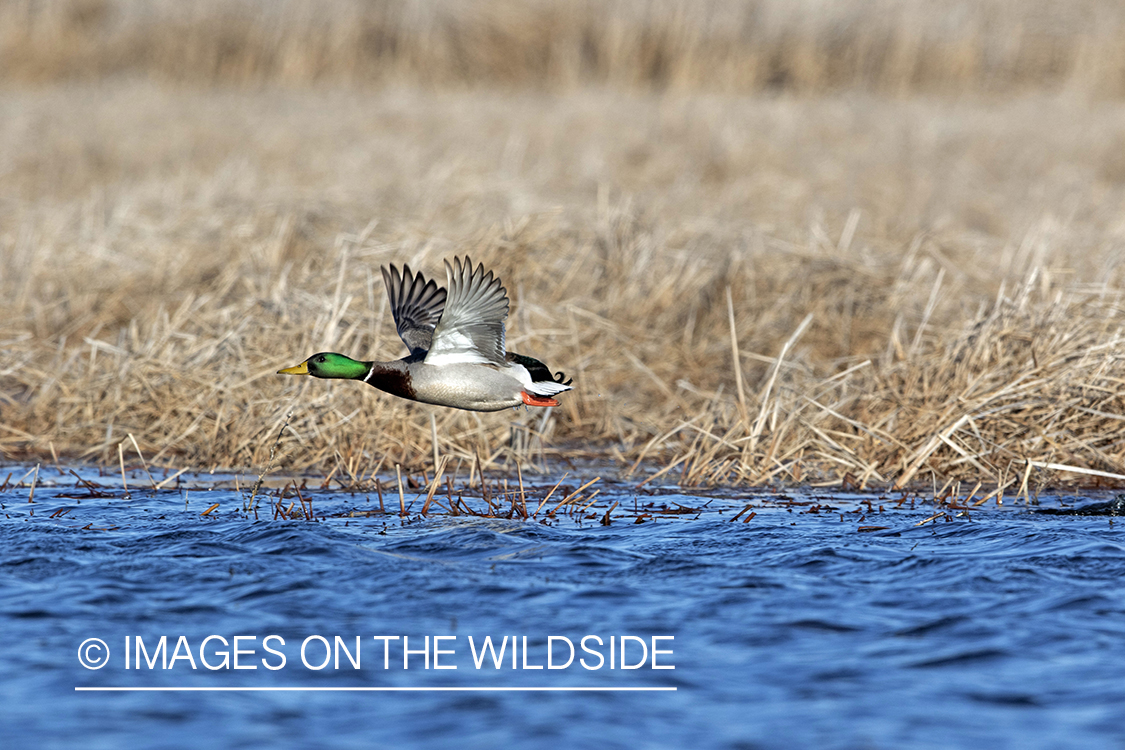 Mallard drake in flight.