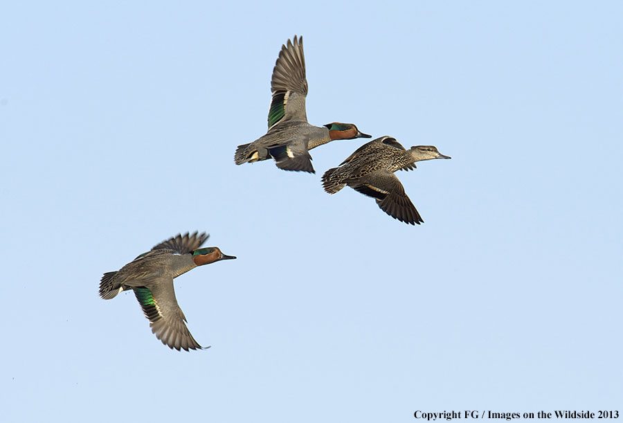 Flock of green-winged teal ducks in flight.