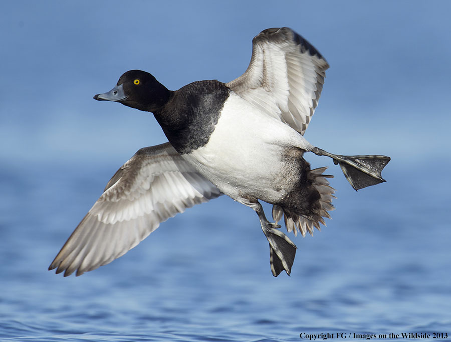 Lesser Scaup in habitat.