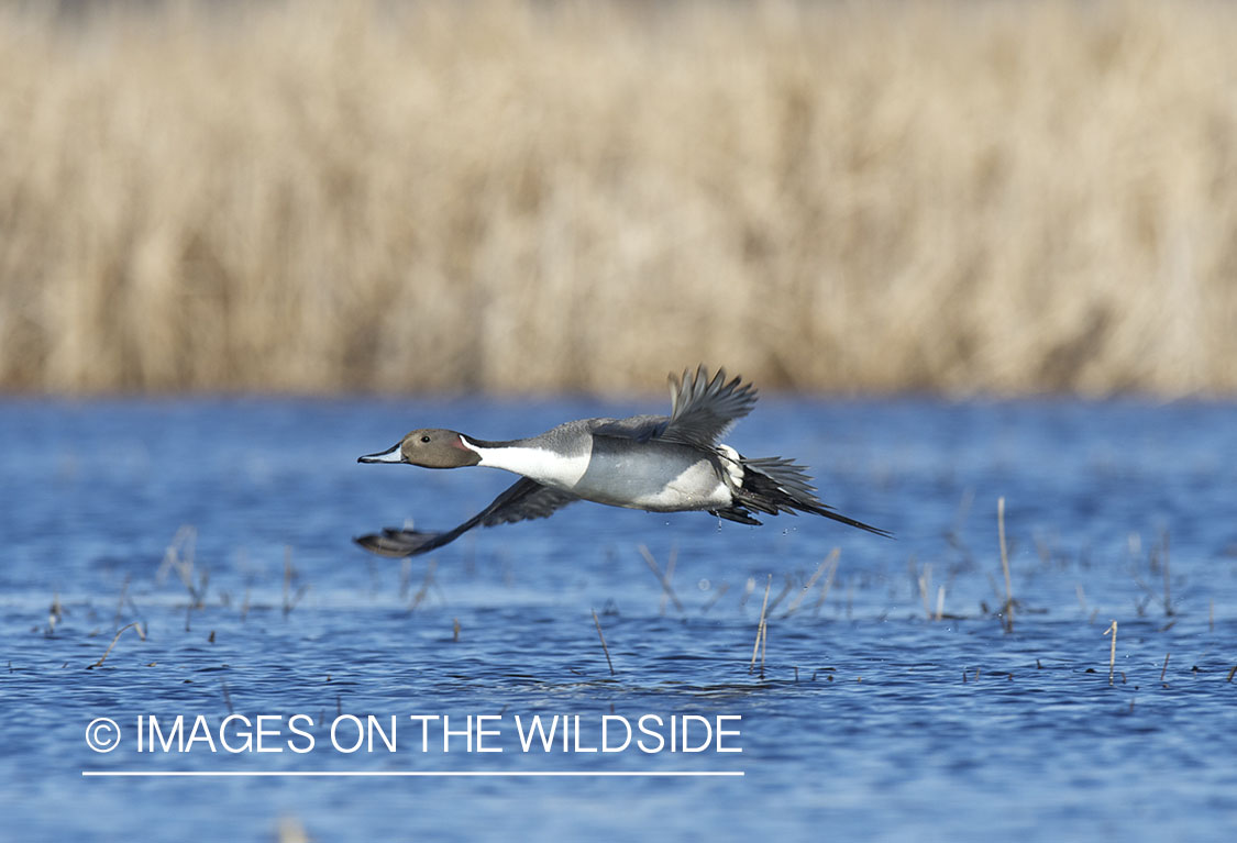 Pintail duck in flight.