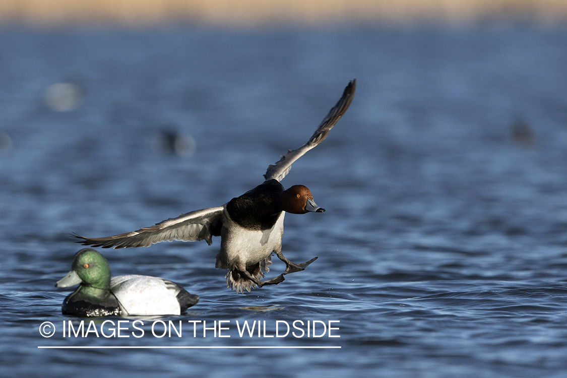 Redhead drake in flight.