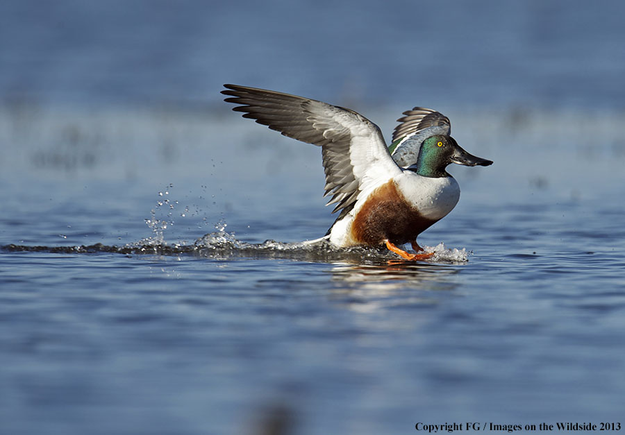 Shoveler duck landing.