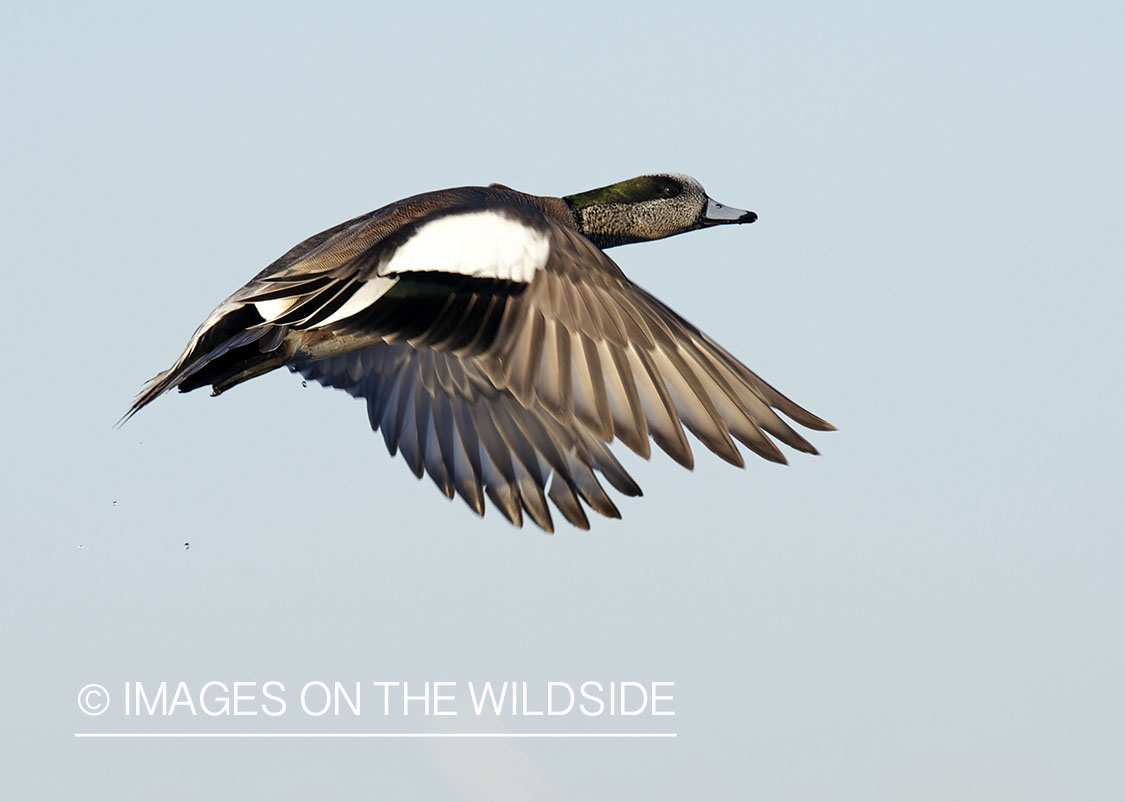 Wigeon duck in flight.