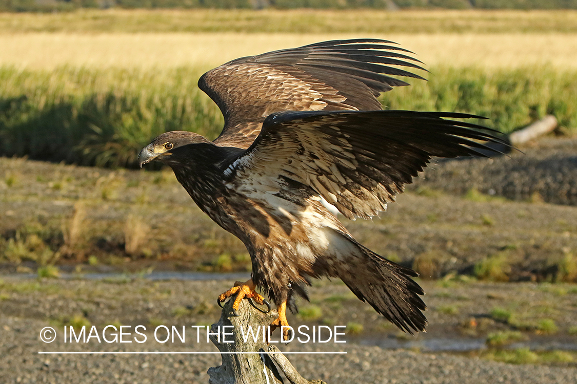 Bald Eagle (immature).