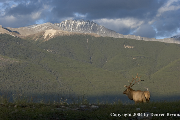 Rocky Mountain bull elk in habitat.