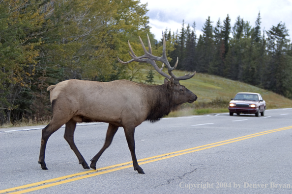 Rocky Mountain bull elk crossing road.