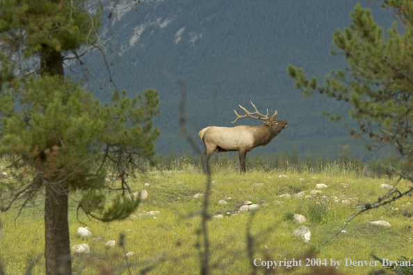 Rocky Mountain bull elk bugling.