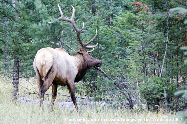 Elk in habitat