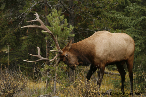 Rocky Mountain Elk rubbing