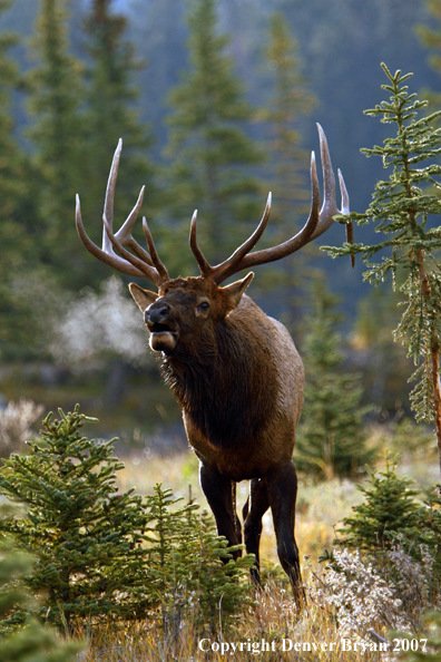 Rocky Mountain Elk bugling