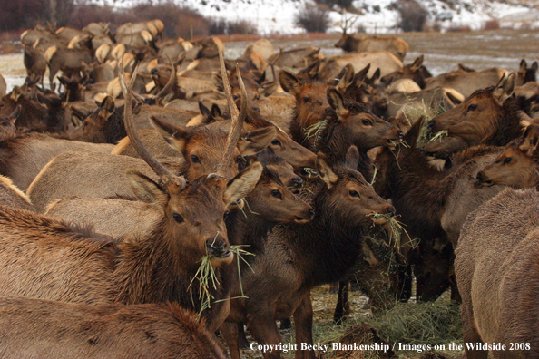 Rocky Mountain Elk