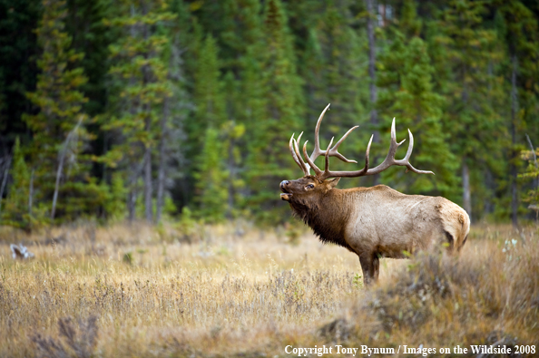 Bull Elk in field