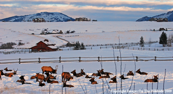 Bull and cow elk in urban situation