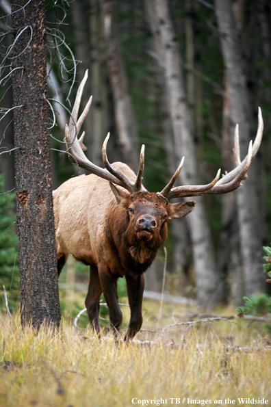 Bull Elk