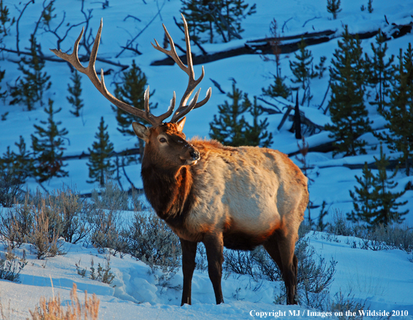 Rocky Mountain Bull Elk in habitat. 