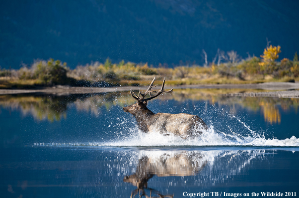 Rocky Mountain bull elk in water.  