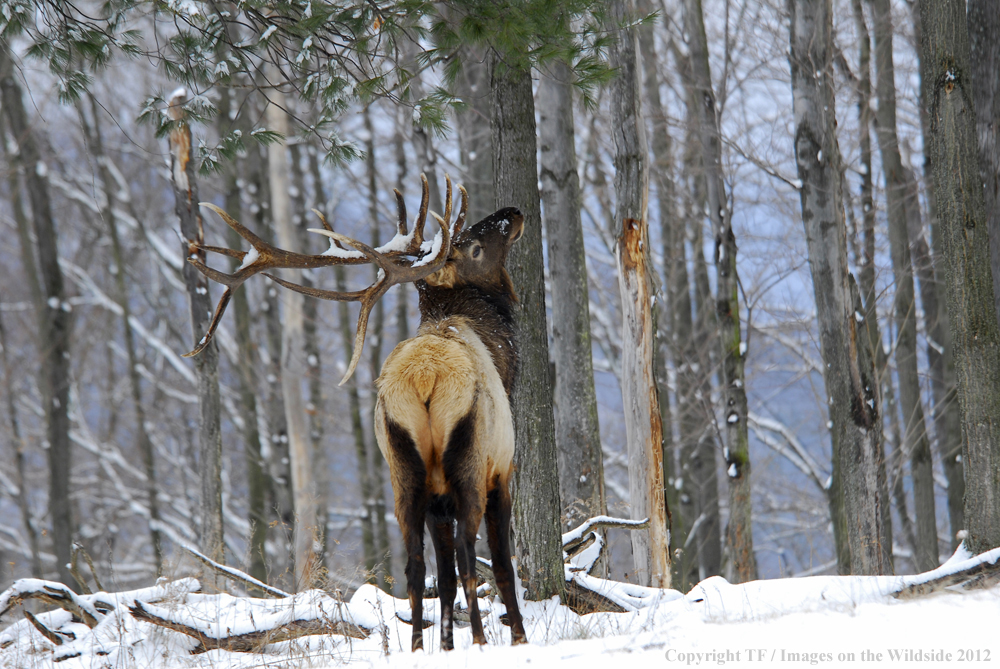 Bull elk in habitat. 