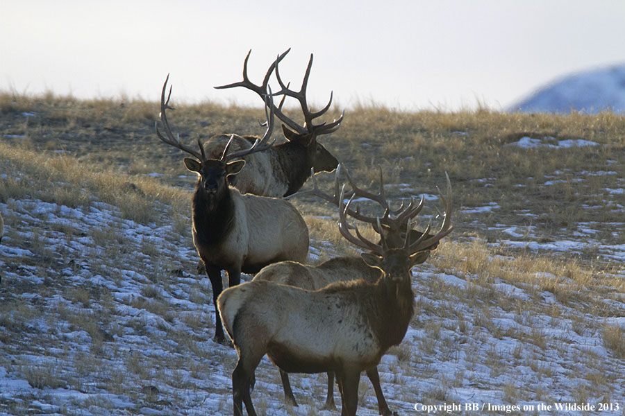 Rocky Moutain Elk in habitat.