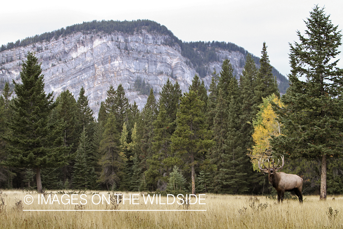 Rocky Mountain Bull Elk bugling in habitat.