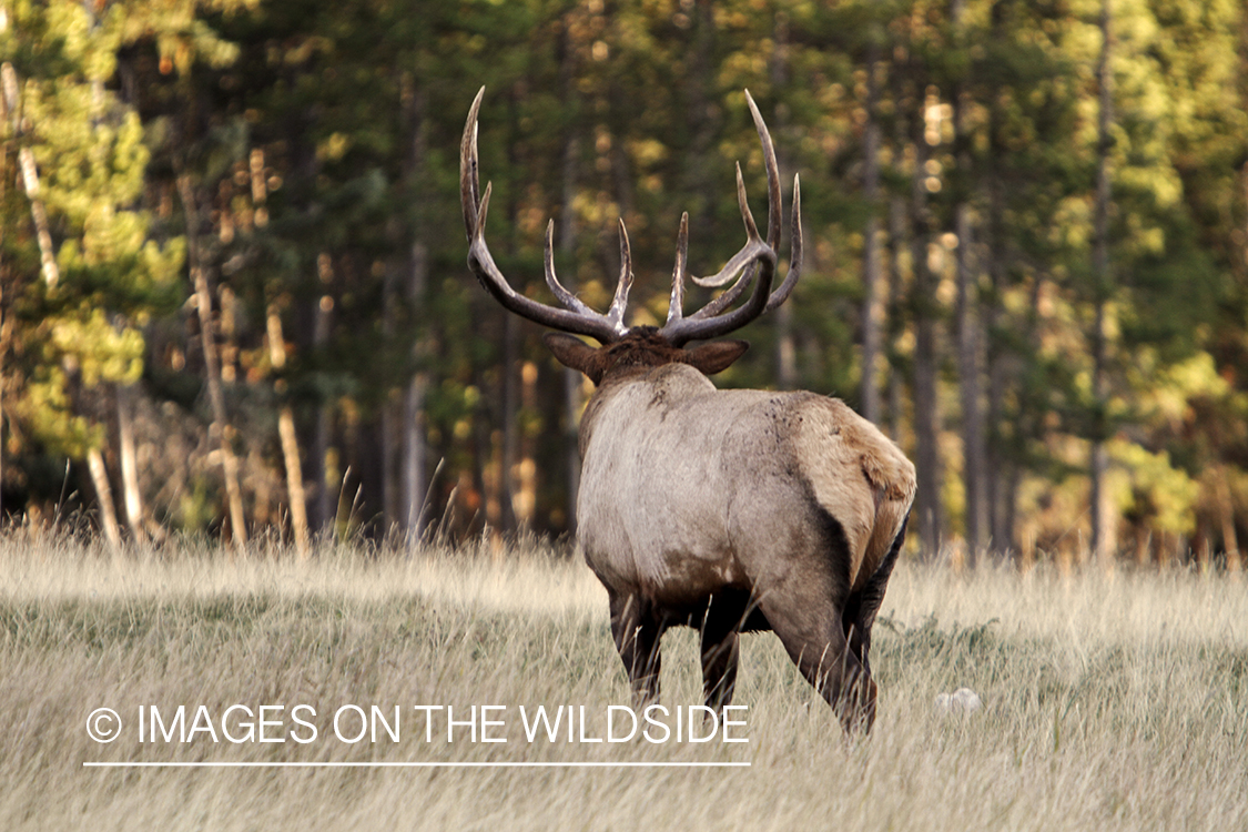 Rocky Mountain Bull Elk in habitat.