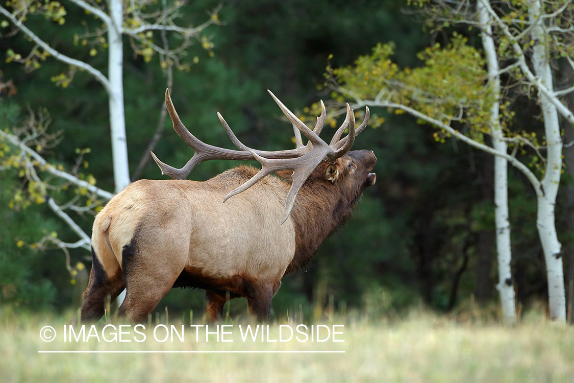 Rocky Mountain Bull Elk bugling in habitat.