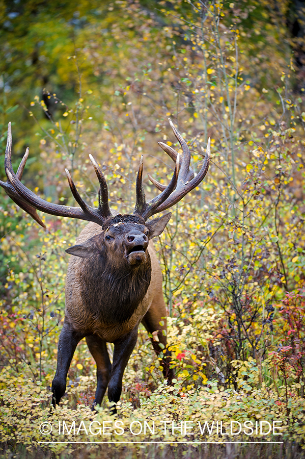 Bull elk bugling.