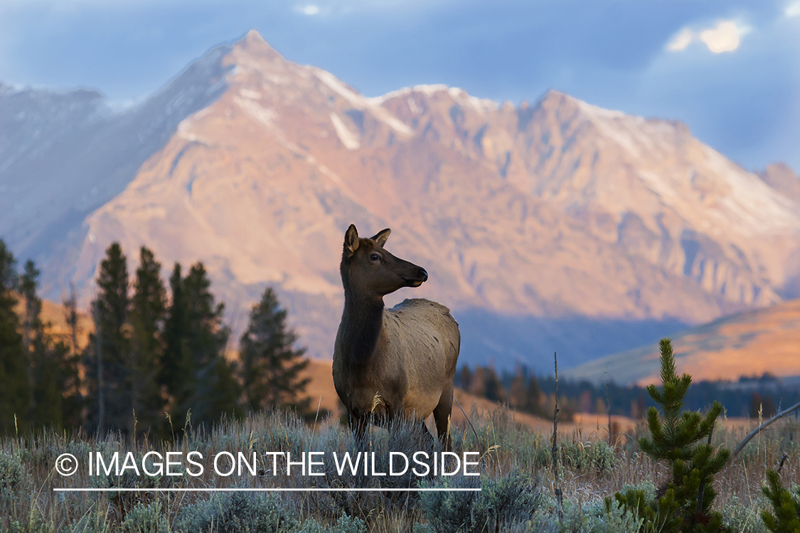 Cow Elk in field during sunset.