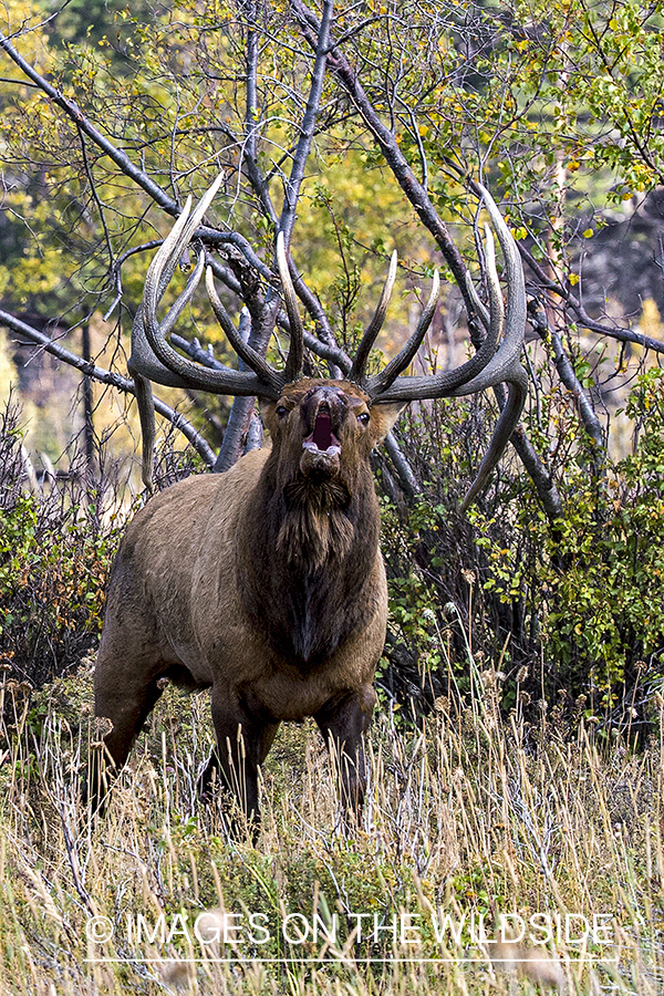 Bull elk bugling.