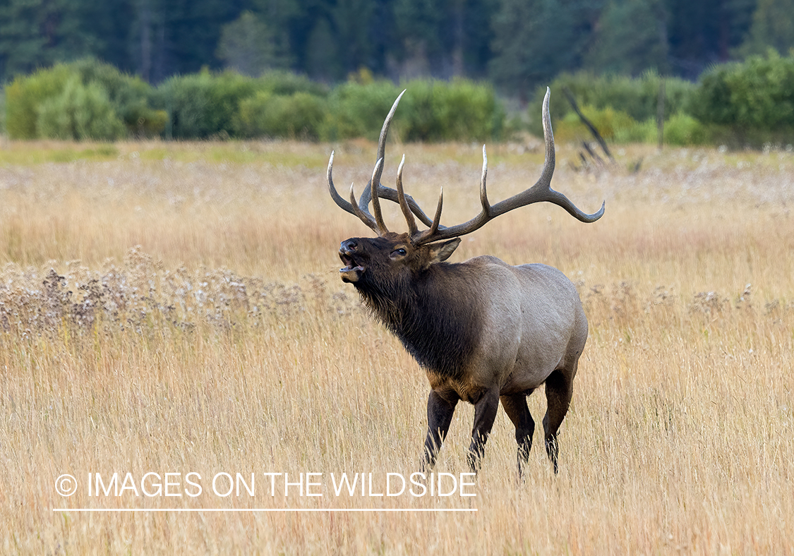 Bull elk bugling.