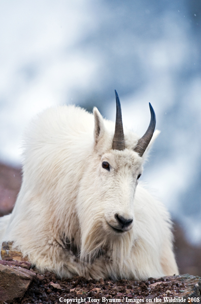 Billy Mountain Goat