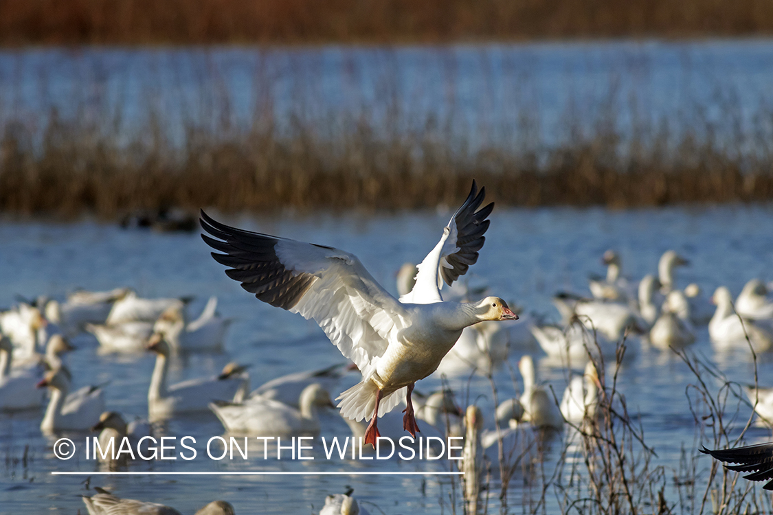 Snow geese in flight.