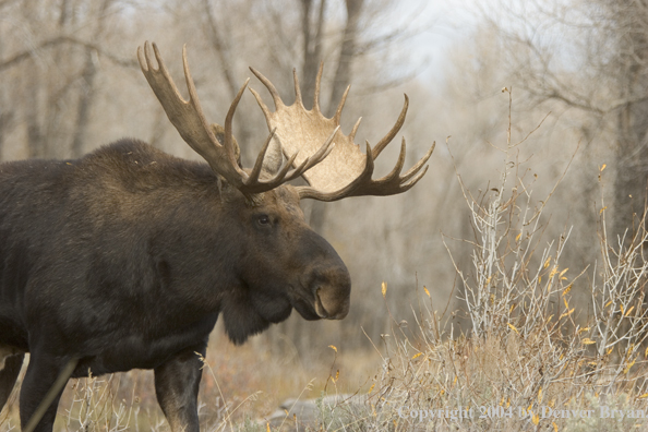 Shiras bull moose in Rocky Mountains.