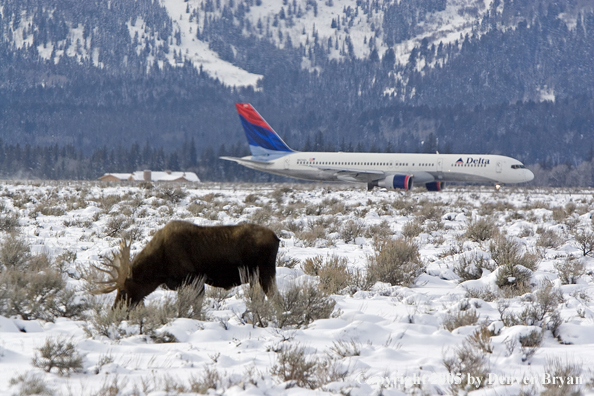 Shiras bull moose in habitat with Delta jet in backgroung.