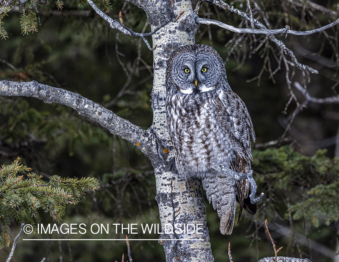 Great Grey Owl in habitat.