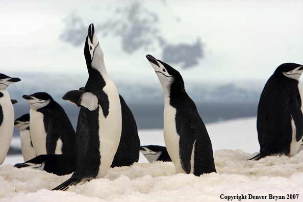 Chinstrap penguin in habitat