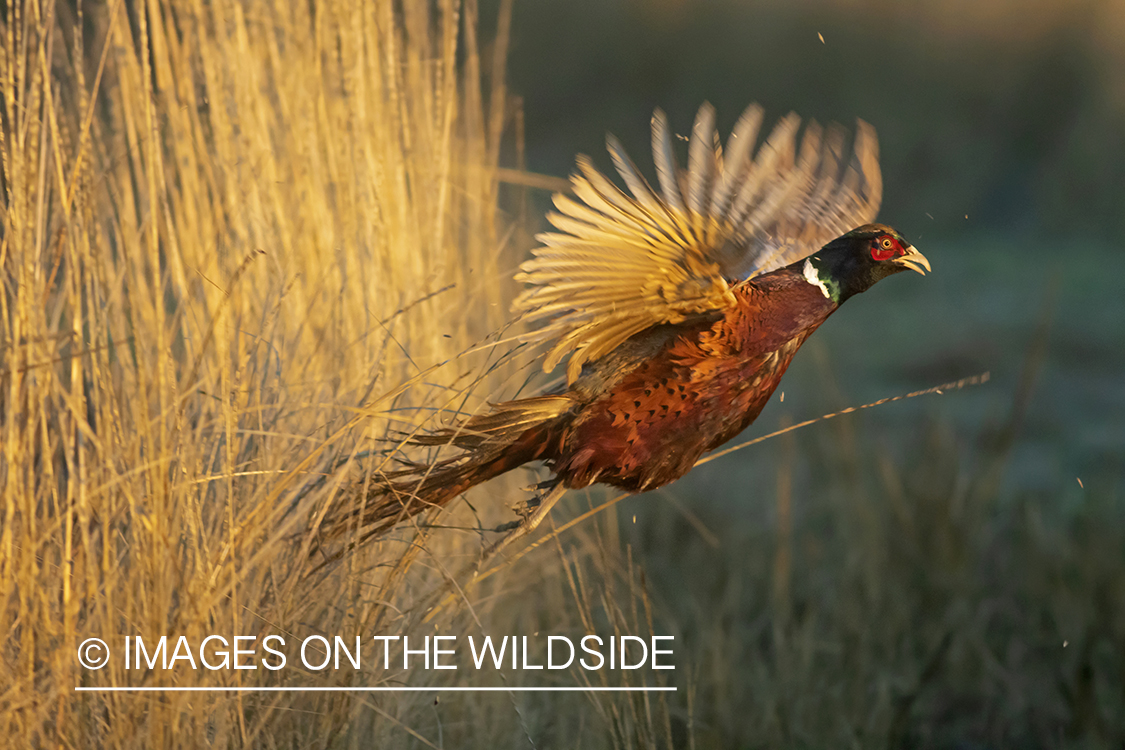 Ring-necked pheasant in flight.