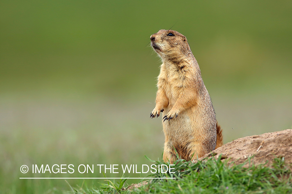 Prairie dog in habitat.