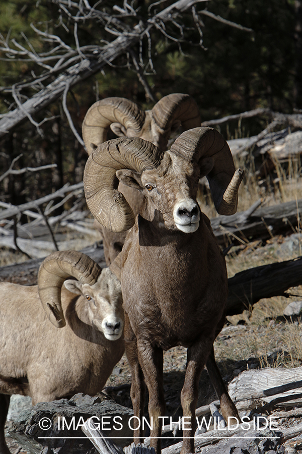 Rocky Mountain bighorn sheep in field.