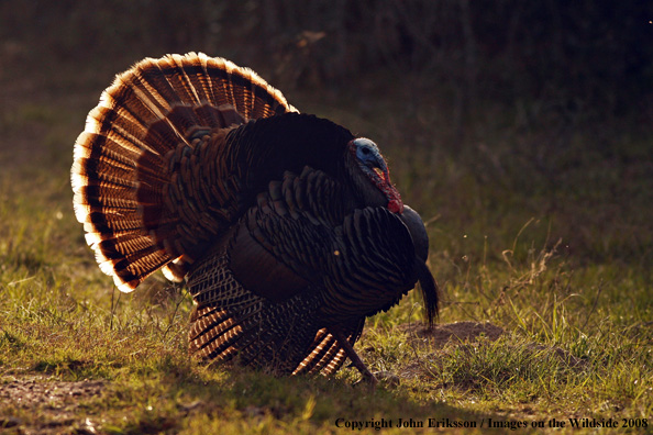 Eastern Wild Turkey