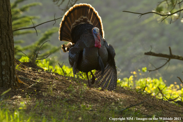 Eastern Wild Turkey in habitat. 